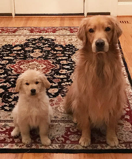 puppy and adult golden at lakebound golden retrievers