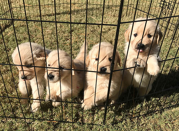 lakebound golden retrievers puppies