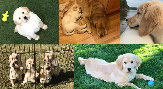 lakebound golden retriever puppy collage