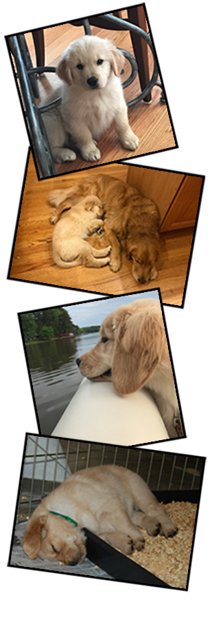 lakebound golden retriever puppies
