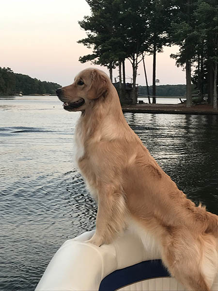 lakebound golden retriever sally